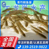 青竹鲩鱼苗水产种苗光倒刺耙鱼 水产养殖淡水鱼苗绢5-7cm批发