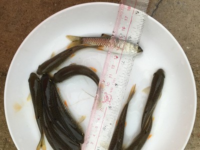 青竹鲩鱼苗水产种苗光倒刺耙鱼 水产养殖淡水鱼苗绢5-7cm批发图4
