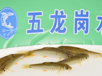 青竹鲩鱼苗水产种苗光倒刺耙鱼 水产养殖淡水鱼苗绢5-7cm批发图3