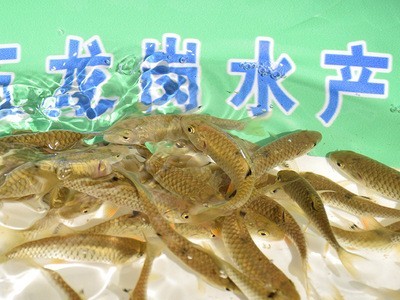 青竹鲩鱼苗水产种苗光倒刺耙鱼 水产养殖淡水鱼苗绢5-7cm批发图2