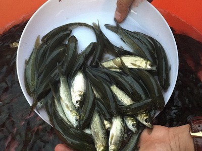 淡水养殖青鱼苗批发四大家鱼水产种苗螺丝青螺丝混鱼苗8-10cm图2