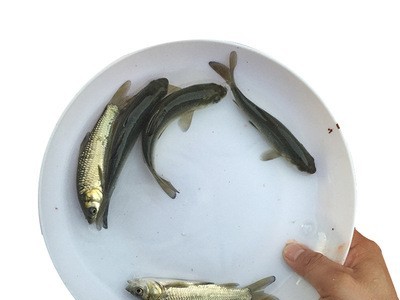 淡水养殖青鱼苗批发四大家鱼水产种苗螺丝青螺丝混鱼苗8-10cm图5