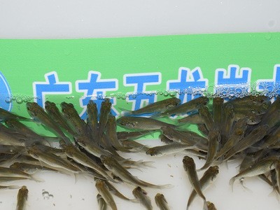 鲫鱼苗大量批发鲜活活体鱼苗养殖场直供水产养殖鱼苗鲫瓜子3-5cm图3