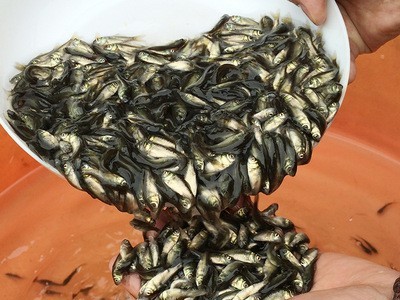 鲫鱼苗大量批发鲜活活体鱼苗养殖场直供水产养殖鱼苗鲫瓜子3-5cm图4