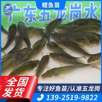 本地鲤鱼苗批发食用淡水养殖鱼苗鲤拐子鲤子红鱼3-5cm养殖场直供