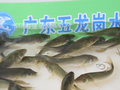 本地鲤鱼苗批发食用淡水养殖鱼苗鲤拐子鲤子红鱼3-5cm养殖场直供图3
