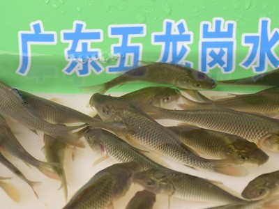 本地鲤鱼苗批发食用淡水养殖鱼苗鲤拐子鲤子红鱼3-5cm养殖场直供图2
