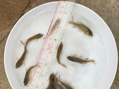 本地鲤鱼苗批发食用淡水养殖鱼苗鲤拐子鲤子红鱼3-5cm养殖场直供图4