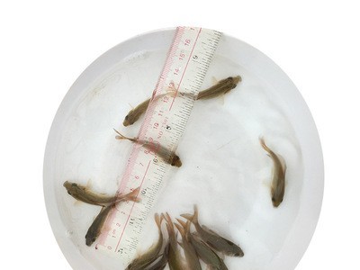 本地鲤鱼苗批发食用淡水养殖鱼苗鲤拐子鲤子红鱼3-5cm养殖场直供图5