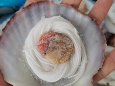 粉丝扇贝100只黄金粉丝贝蒜蓉粉丝贝大扇贝散装海鲜零食烧烤即食图2
