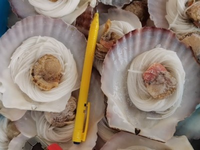 粉丝扇贝100只黄金粉丝贝蒜蓉粉丝贝大扇贝散装海鲜零食烧烤即食图4