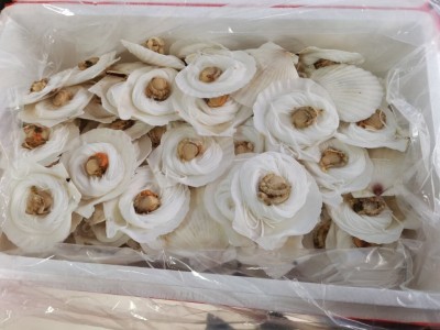 粉丝扇贝100只黄金粉丝贝蒜蓉粉丝贝大扇贝散装海鲜零食烧烤即食图5