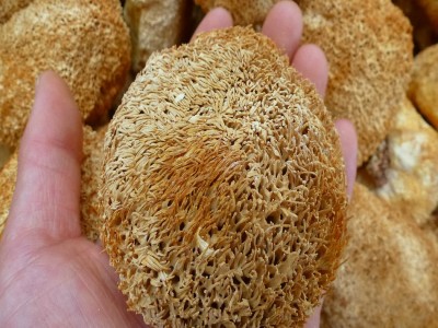 【裕菌隆】 猴头菇 食用菌猴头菇批发 猴头菇干货 酒店猴头菇供应图3