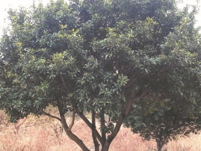 专业供应浙江余姚杨梅 8公分杨梅树苗 矮分支杨梅工程苗量大优惠图3