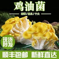 产地直供食用鸡油菌云南新鲜鸡油菌汤包食材批发云南特产菌菇鲜货