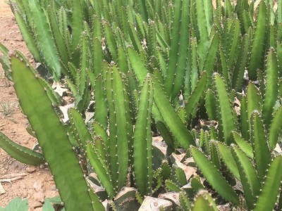 基地自产品种纯 火龙果 适应性好易管理红心火龙果树图2