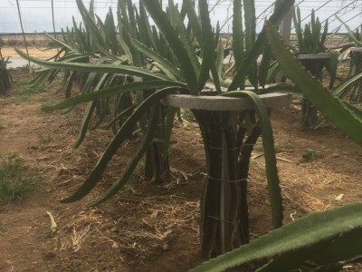 基地自产品种纯 火龙果 适应性好易管理红心火龙果树图4