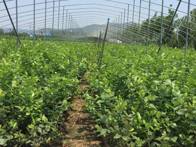 1-4年蓝莓树批发 薄雾 绿宝石 瑞卡 多少钱一棵图2