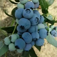 1-4年蓝莓树批发 薄雾 绿宝石 瑞卡 多少钱一棵