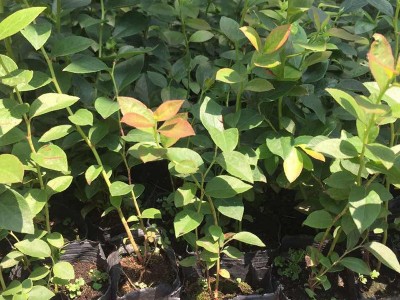 1-4年蓝莓树批发 薄雾 绿宝石 瑞卡 多少钱一棵图4