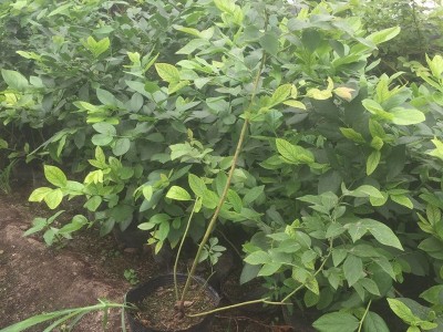 1-4年蓝莓树批发 薄雾 绿宝石 瑞卡 多少钱一棵图3