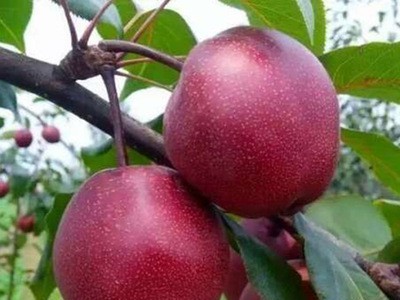 基地供应 新梨7号 早酥红梨树 玉露香梨苗 梨树图4
