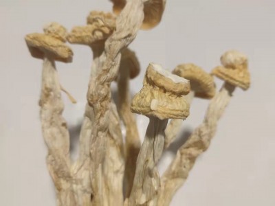 鑫榕钰海鲜菇干货剪根无根不开伞 海鲜菇菇香柄脆嫩蟹味菌菇图3