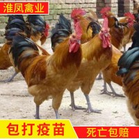 淮南王麻黄鸡系列草鸡生长速度快散养土鸡苗加回收