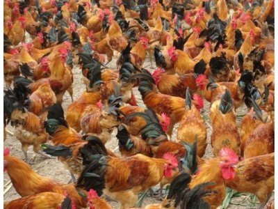 淮南王麻黄鸡出售柴鸡苗、散养土鸡苗、老母鸡批发图5