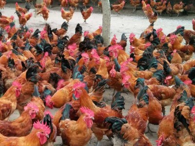 淮南王麻黄鸡出售柴鸡苗、散养土鸡苗、老母鸡批发图4