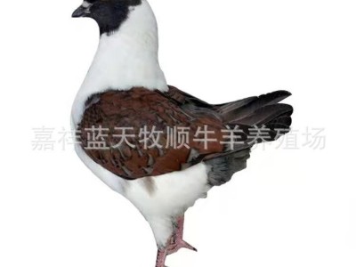 货到付款养殖元宝鸽 元宝鸽种鸽体型大尾巴翘 观赏游玩鸽子图5