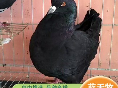 货到付款养殖元宝鸽 元宝鸽种鸽体型大尾巴翘 观赏游玩鸽子图2