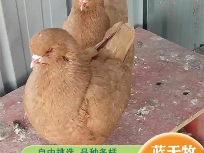 货到付款养殖元宝鸽 元宝鸽种鸽体型大尾巴翘 观赏游玩鸽子图4
