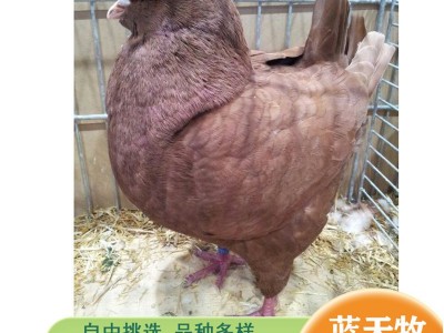 货到付款养殖元宝鸽 元宝鸽种鸽体型大尾巴翘 观赏游玩鸽子图3