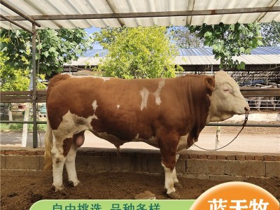 大体西门塔尔牛肉牛犊 花牛犊500斤左右的西门塔尔牛什么价格图3
