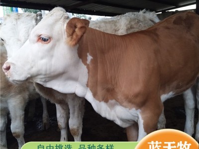 大体西门塔尔牛肉牛犊 花牛犊500斤左右的西门塔尔牛什么价格图2