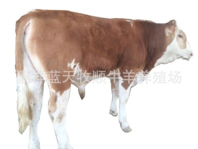 大体西门塔尔牛肉牛犊 花牛犊500斤左右的西门塔尔牛什么价格图4
