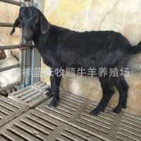 黑山羊30-40斤左右的多少钱一只 黑山羊什么品种长势快 黑山羊