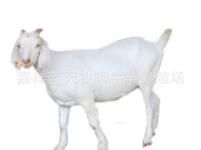 黑山羊30-40斤左右的多少钱一只 黑山羊什么品种长势快 黑山羊图5