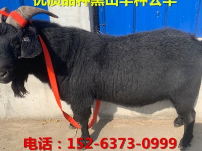 黑山羊30-40斤左右的多少钱一只 黑山羊什么品种长势快 黑山羊图4