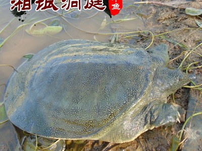优质湘银洞庭外塘放养甲鱼 甲鱼 中华鳖 团鱼 水鱼（1.5-2斤）图4