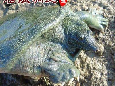 优质批发湘银洞庭优质中华鳖 甲鱼 水鱼 团鱼（1.5-2斤）图2