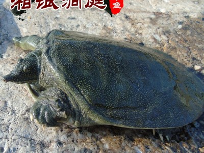 优质批发湘银洞庭优质中华鳖 甲鱼 水鱼 团鱼（1.5-2斤）图4