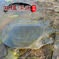 大量供应优质甲鱼 湘银洞庭甲鱼批发 水鱼 中华鳖 团鱼（2-3斤）