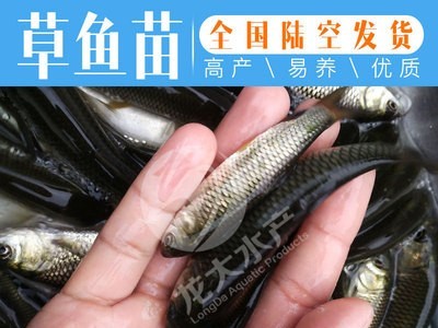 【现货供应】草鱼苗 草鱼苗 鲩鱼苗 草鲩鱼苗 鱼苗图2