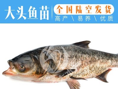 鳙鱼苗 大头鱼苗 花鲢苗 胖头鱼苗图2