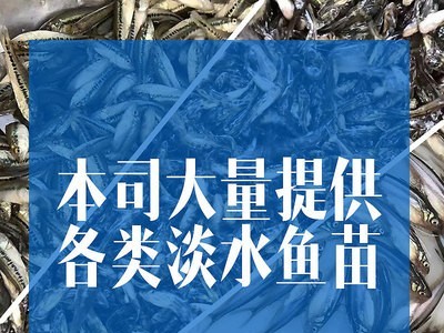 鳙鱼苗 大头鱼苗 花鲢苗 胖头鱼苗图4