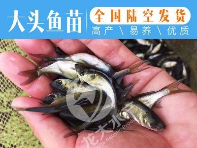 鳙鱼苗 大头鱼苗 花鲢苗 胖头鱼苗图3