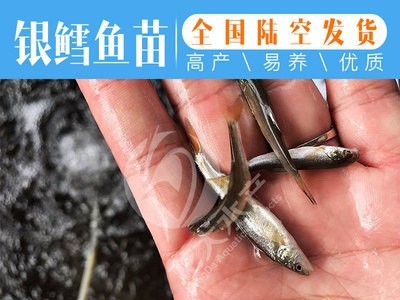 【大量供应】 淡水银鳕鱼苗 大鳞鲃鱼苗 银雪鱼苗 全国可养图4