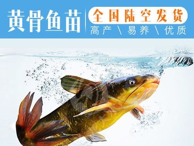 【现货供应】黄颡鱼苗 黄辣丁鱼苗 黄骨鱼苗 杂交黄颡鱼苗图1